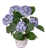 Hortensia 36cm licht blauw